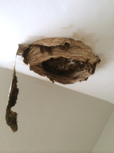 Hornet nest has chewed through plaster into room
